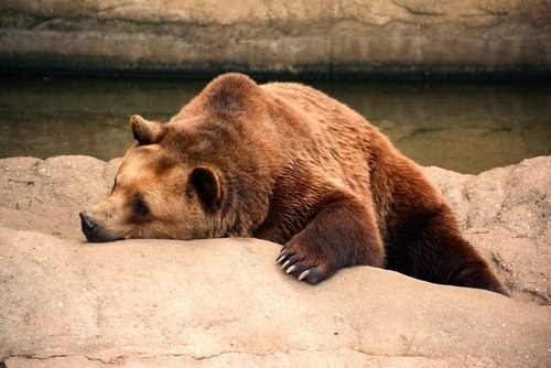 grizzly