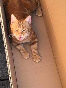 Katze in Schachtel