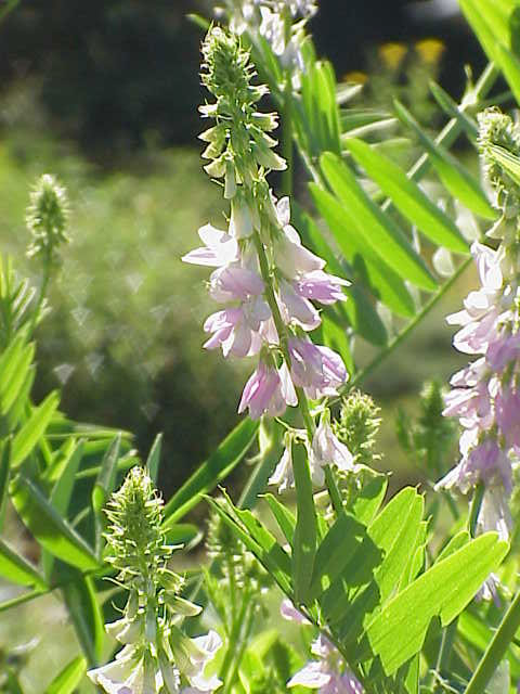 Galegaofficinalis03 Galega officinalis