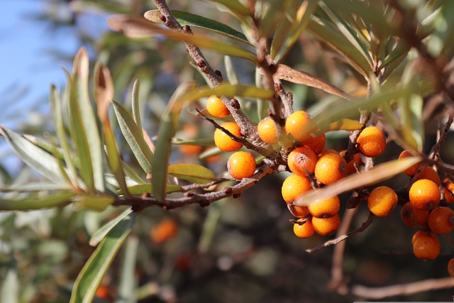 sea-buckthorn-gca86890f4_640 Sanddron - Zweig